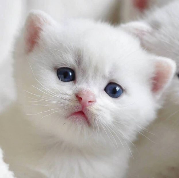 خلفيات قطط كيوت بيضاء 2024